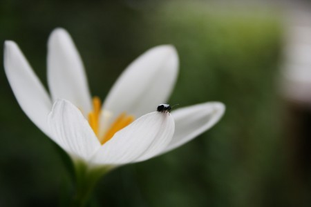 ハブランサスと小さい虫(1)