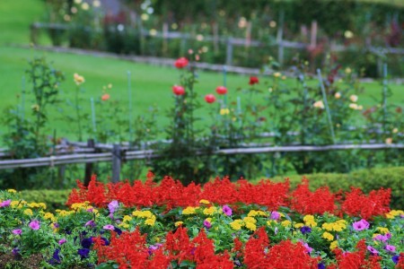 花壇（県民公園）