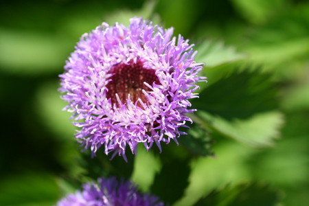 何の花？