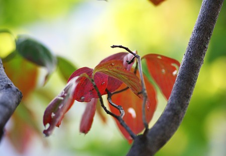 ハナミズキ　紅葉