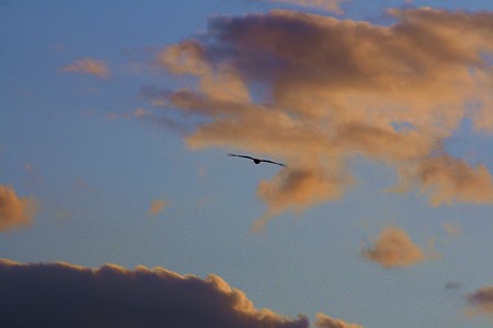 夕焼け雲とトンビ