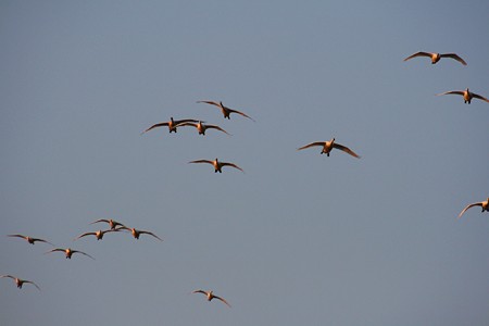 白鳥　夕陽に照らされて(2)