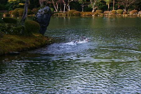 カモの水浴び 　兼六園・霞が池