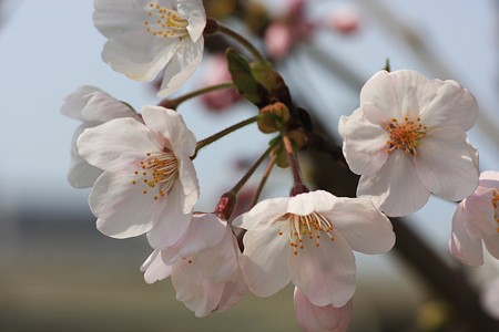 ソメイヨシノ　　今年も会えたね！ (＠＾＾＠）