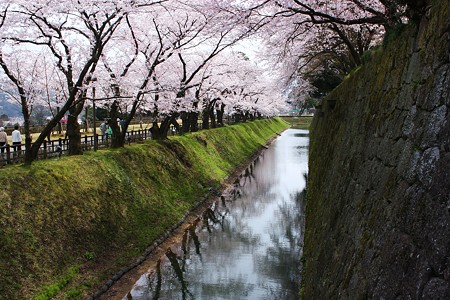 金沢城　お堀と桜