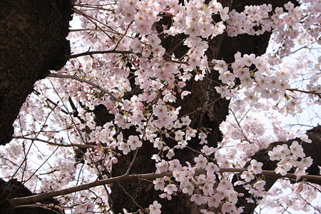 太い木とソメイヨシノ　　金沢城公園