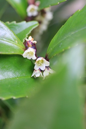 榊の花