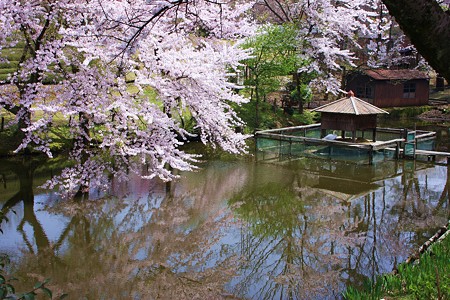 白鳥池と桜