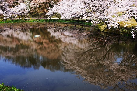 池の桜