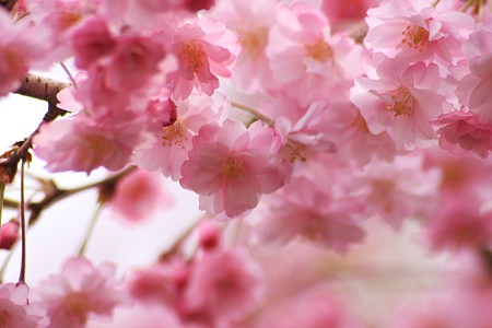 桜　（八重紅枝垂れ）