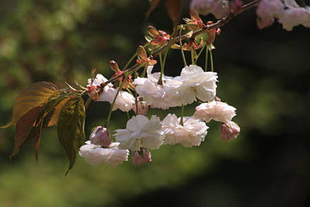 八重桜　普賢象　　フゲンゾウ