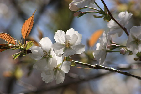 桜　駿河台匂　スルガダイニオイ