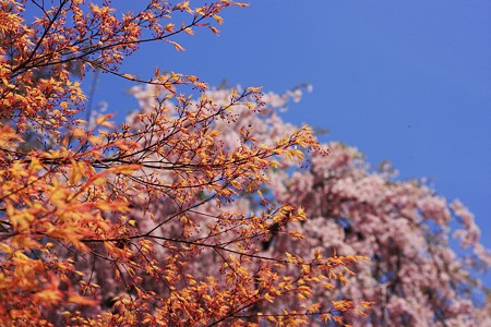 桜とモミジの競演