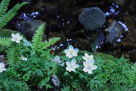 イチリンソウと沢の流れに桜の花びらキラキラ