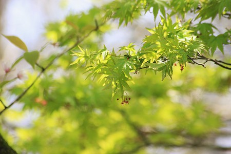 モミジの新緑と花