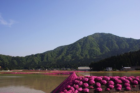 田植えの終わった田圃と芝桜(3)　五月の空