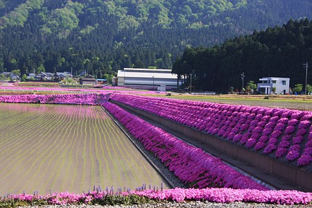 田植えの終わった田圃と芝桜 (2) 　豪華な水田 (＠＾＾＠）