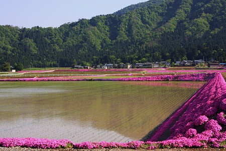 田圃と芝桜(1)　豪華な水田！ (＠＾＾＠）