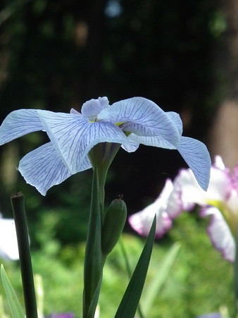 DSCF0137