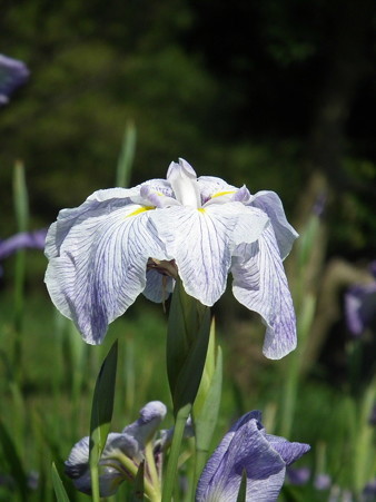 DSCF0287