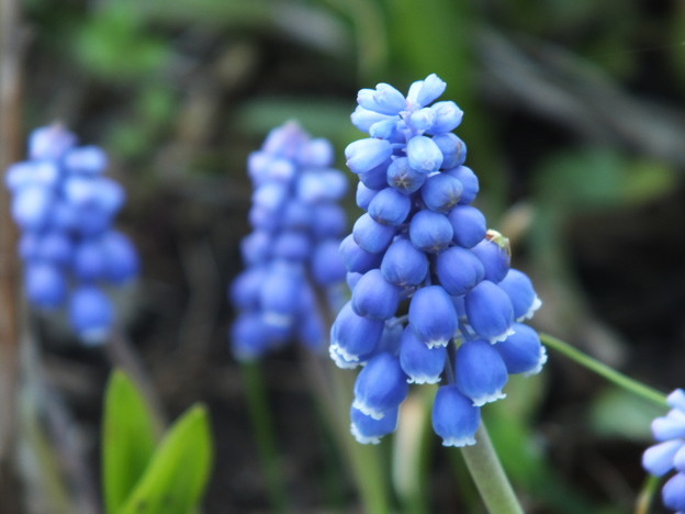 DSCF0547