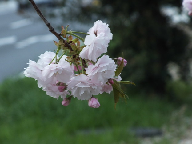 DSCF0209