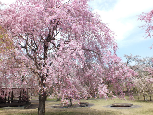DSCF0352