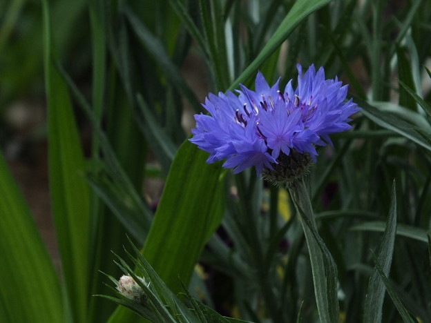 DSCF0196
