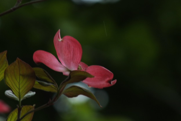 DSCF0331