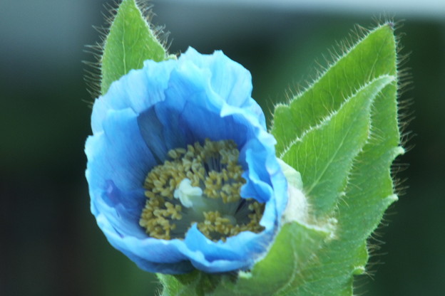 DSCF0490