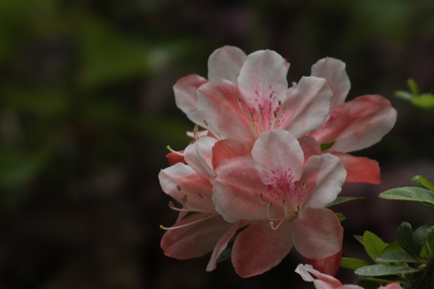 DSCF0022