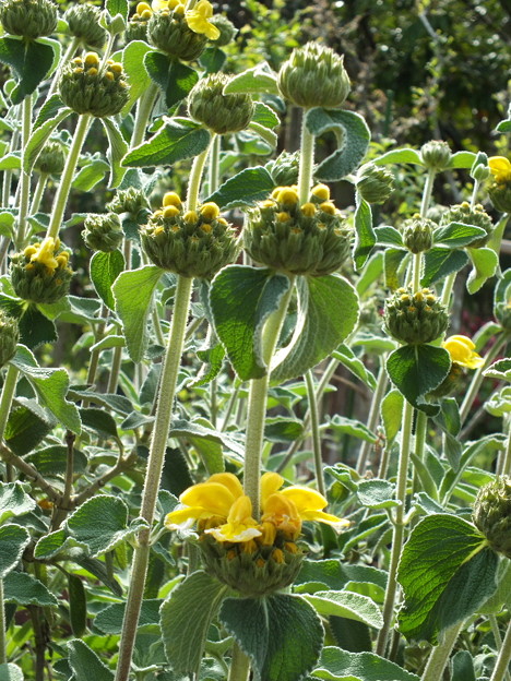 DSCF0640