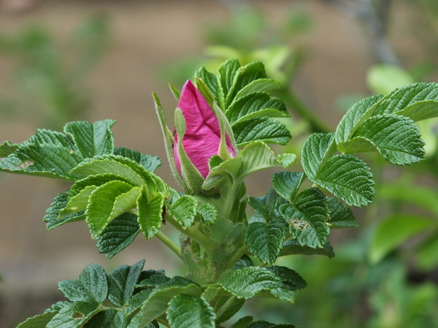 DSCF0273