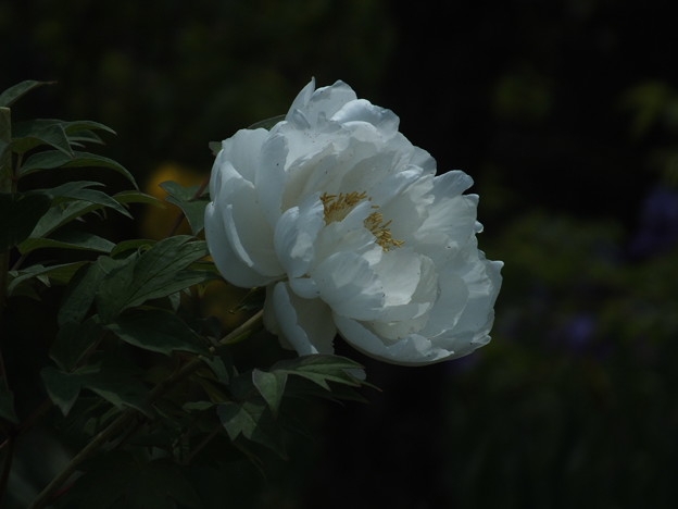 DSCF0253