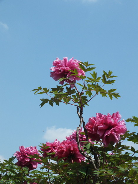 DSCF0312