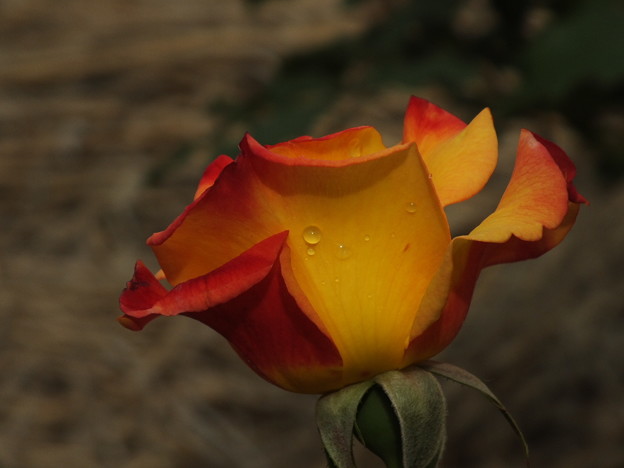 DSCF0503