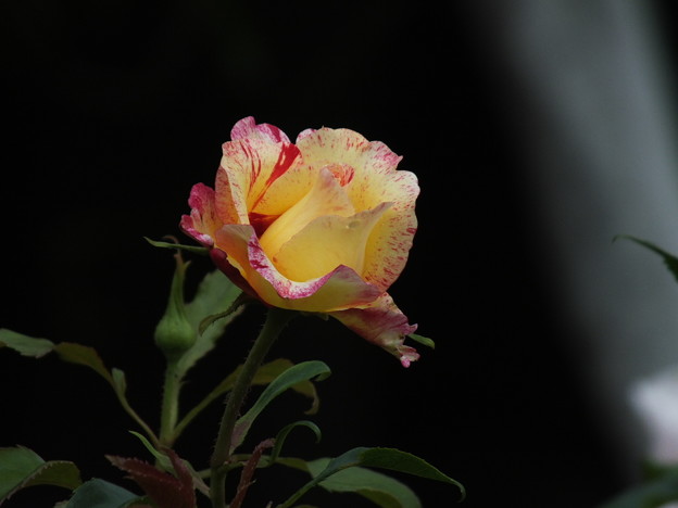 DSCF0777