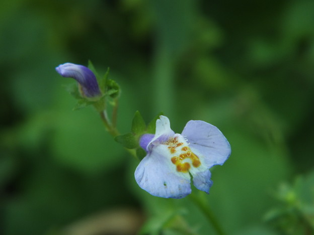 DSCF0633