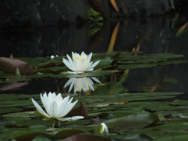 DSCF0867