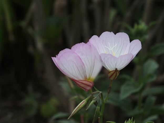 DSCF0250