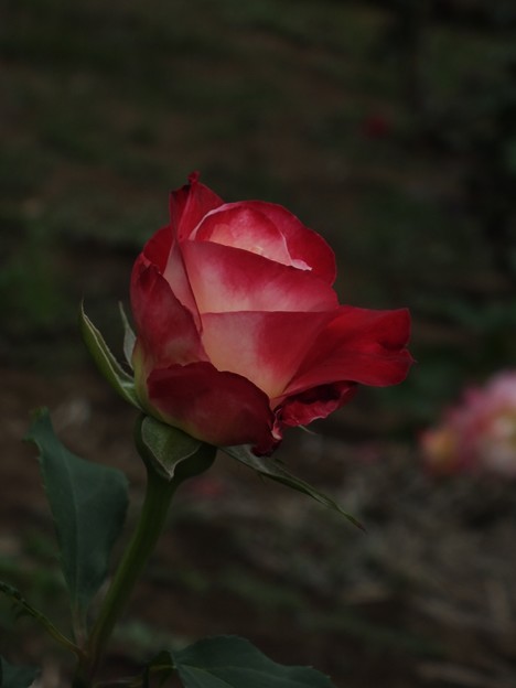 DSCF0350
