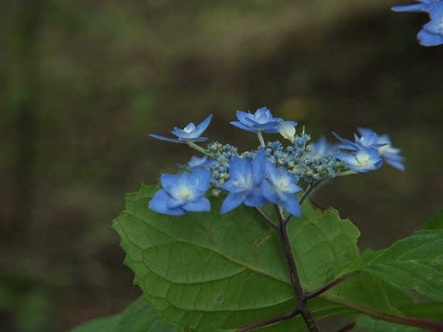 DSCF0242