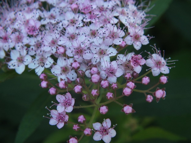 DSCF0160
