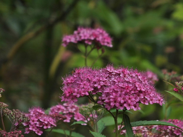 DSCF0573