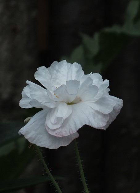 DSCF0404