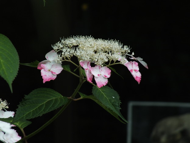 DSCF0241