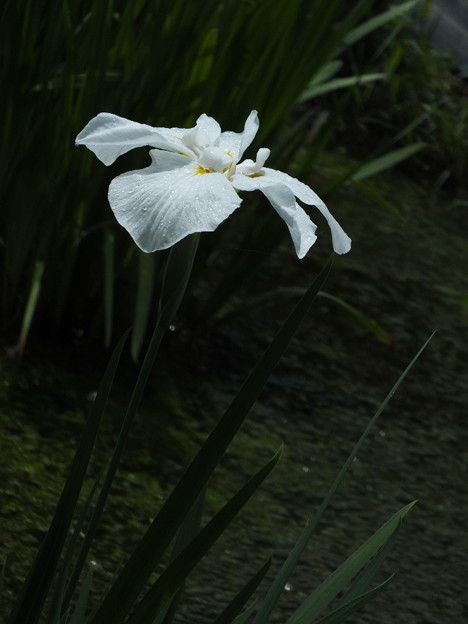 DSCF0605