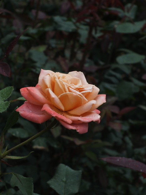 DSCF0525