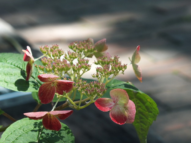 DSCF0050