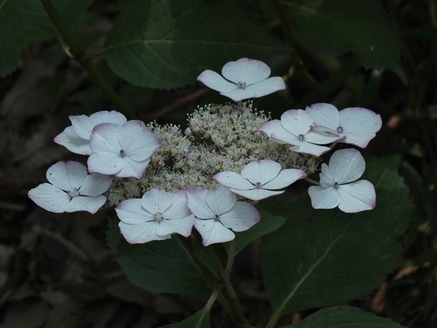 DSCF0251